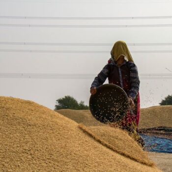 Quinoa: veja principais benefícios da semente para a sua saúde